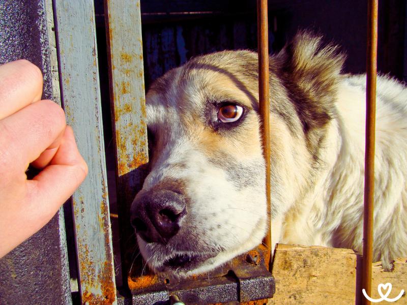 Jak-chovat-psa-venku (10)